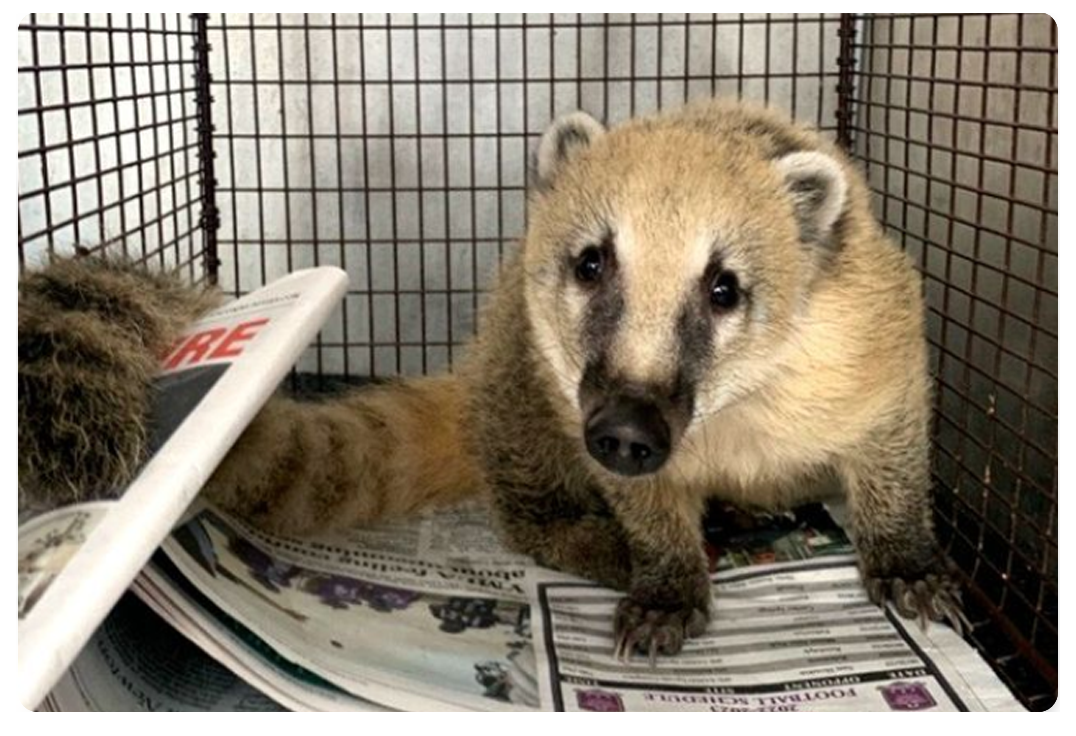 Man finds a coatimundi on his front poarch