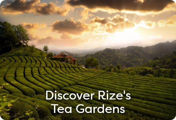 Discover Rize's Tea Gardens