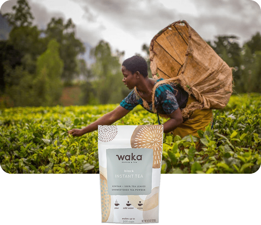 Woman in Kenya Plucking Tea Leaves on a Plantation | Black Instant Tea