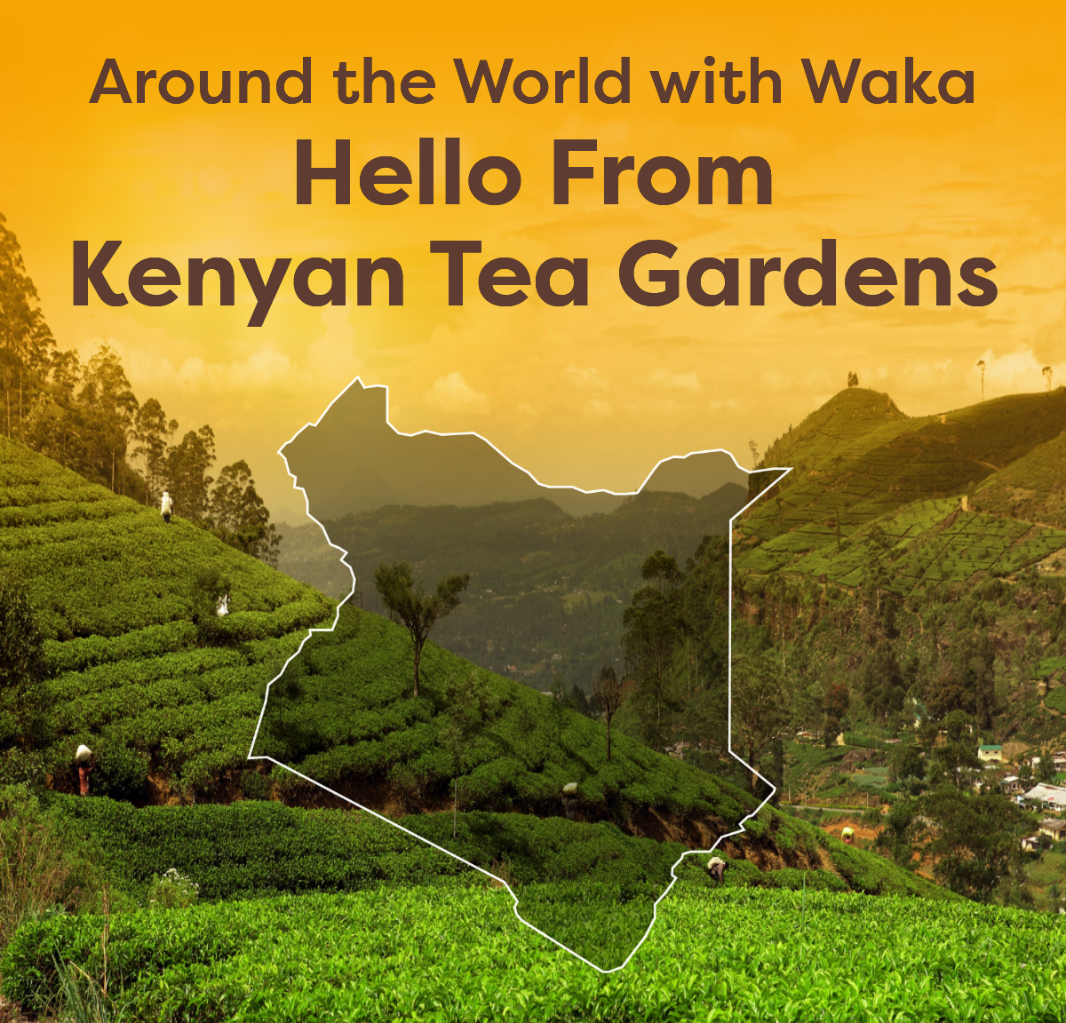 Around the World with Waka Hello From Kenyan Tea Gardens