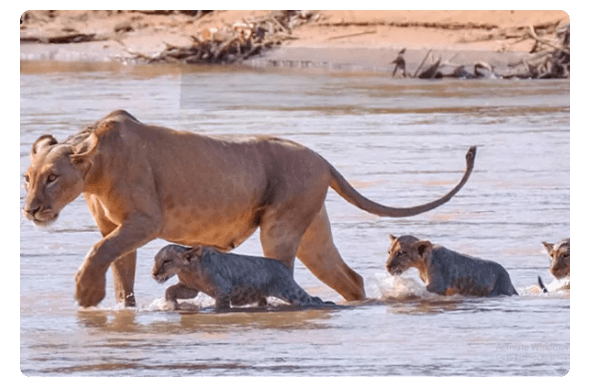 Lioness With Cubs in a River