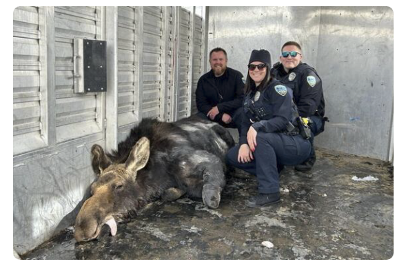 Police help relocate 'gorked out' moose from construction site