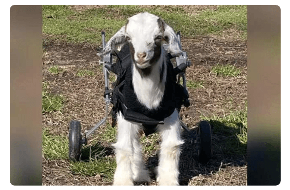 Goat with wheels