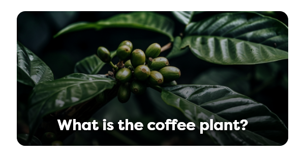 What is the coffee plant?