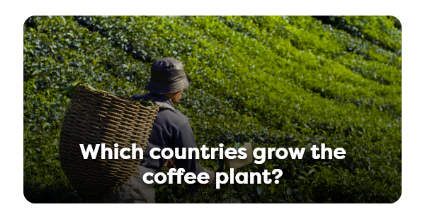 Which countries grow the coffee plant?