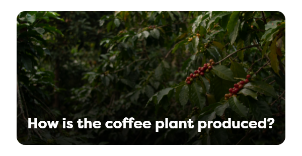How is the coffee plant produced?