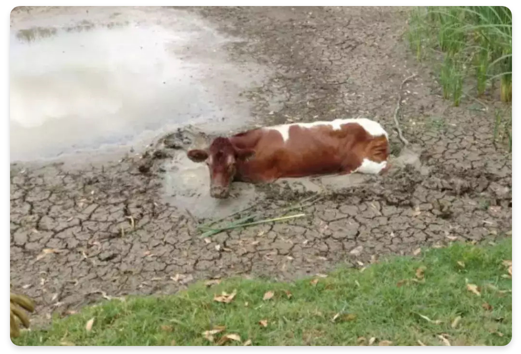 Cow stuck in a mud dam