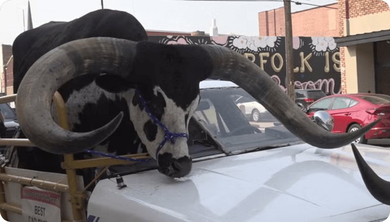 Man pulled over for driving with huge bull riding shotgun in Nebraska