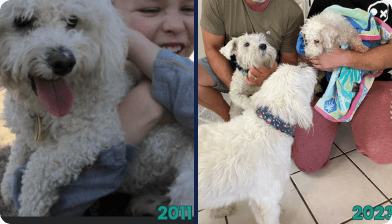 Phoenix dog reunited with family 12 years after going missing