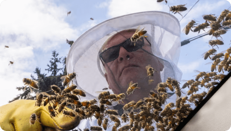 Five million bees escape after crates of hives fall off truck in Canada