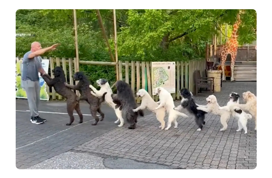 14-dog conga line breaks Guinness World Record in Germany