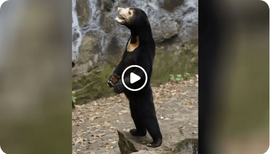 Chinese zoo denies its sun bears are people in costume