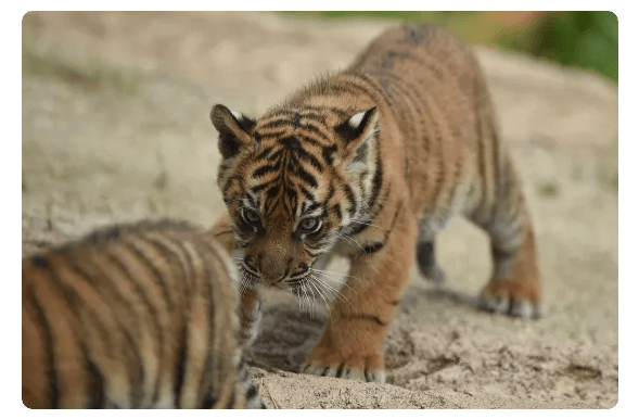 2 Sumatran tigers were born at the Memphis Zoo | Peter Parks/AFP/getty Images