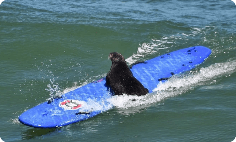 An otter in Santa Cruz is hassling surfers —  and stealing their boards Image