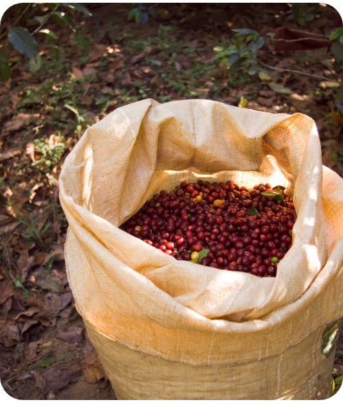 Coffee beans collected
