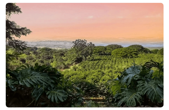 Kona Coffee Plantations | Global Coffee Report