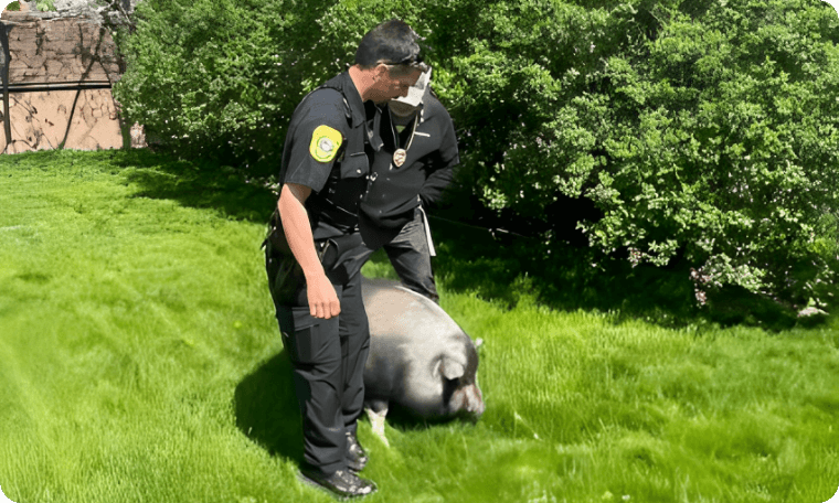 Cops Chasing 300-Pound Potbellied Pig