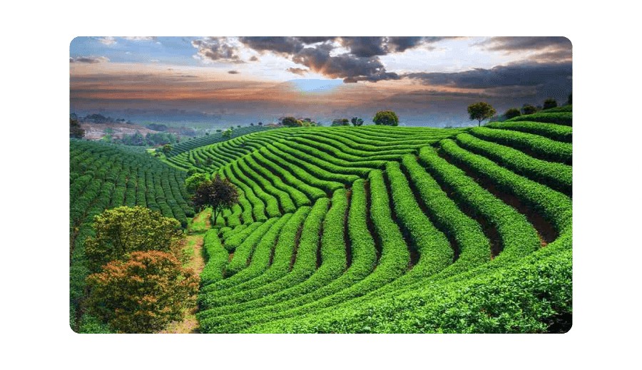 Tea Garden