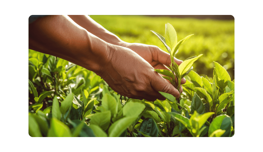 Tea Harvesting