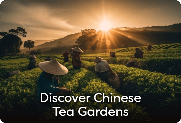 Discover Chinese Tea Gardens