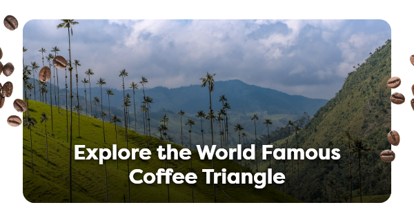 Explore the World Famous Coffee Triangle