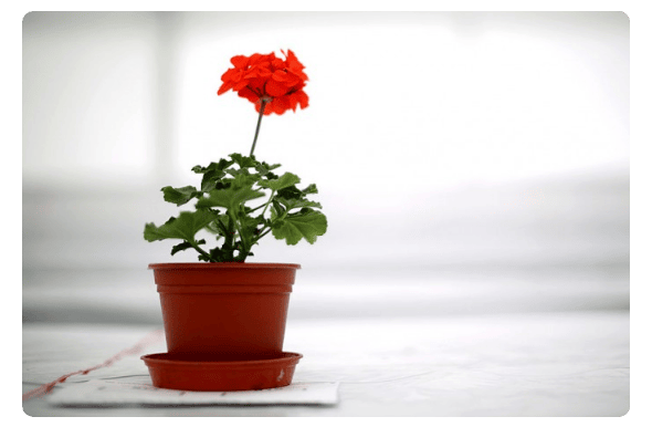 Potted Flower | Christopher Furlong, Getty Images