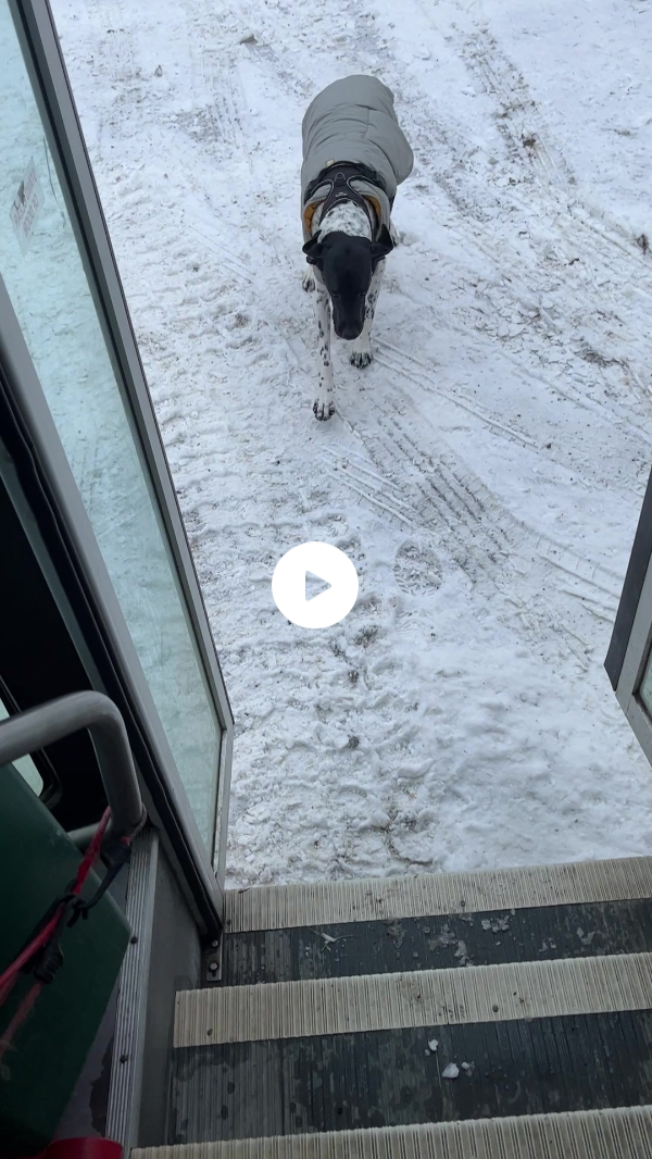 You guys asked to see the dogs getting on the bus #foryou #dogs #puppybus #alaska 